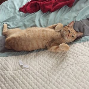 Meet your Posher, Tara